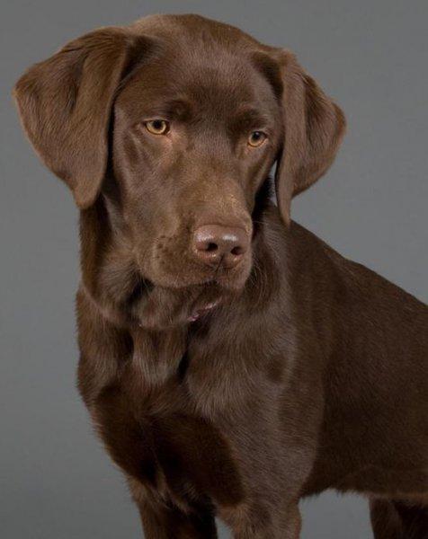 Sadık ve duygusal köpekler: Labrador