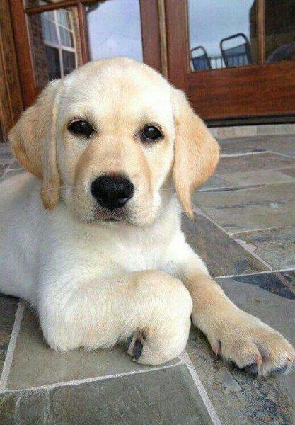 Sadık ve duygusal köpekler: Labrador