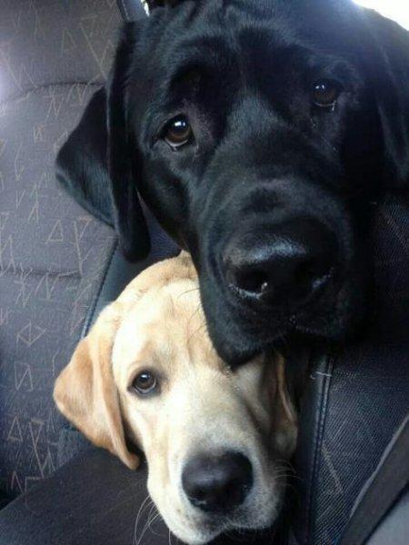 Sadık ve duygusal köpekler: Labrador