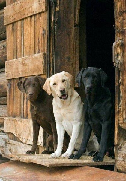 Sadık ve duygusal köpekler: Labrador