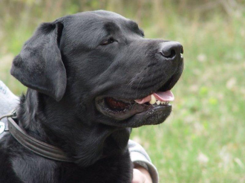 Sadık ve duygusal köpekler: Labrador