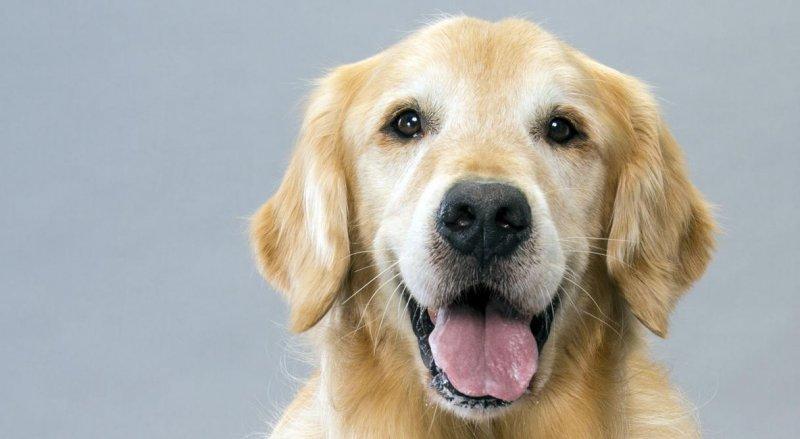 Sadık ve duygusal köpekler: Labrador