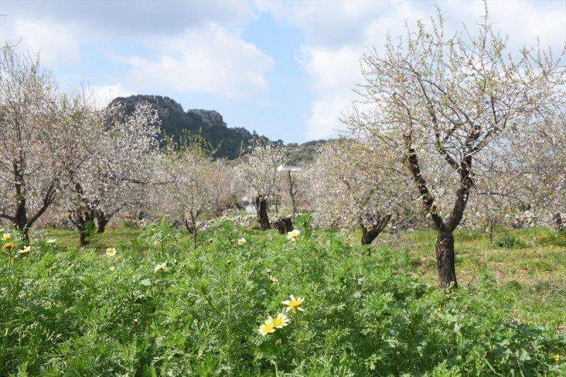 Badem Çiçeği Festivali'ne yerli turist akını