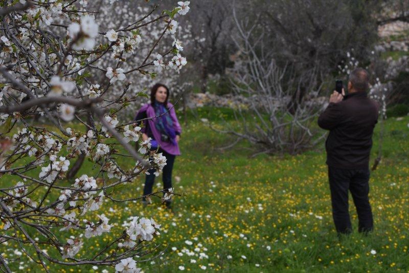 Badem Çiçeği Festivali'ne yerli turist akını