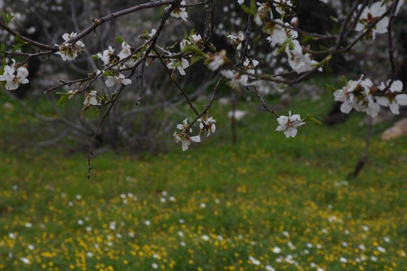 Badem Çiçeği Festivali'ne yerli turist akını