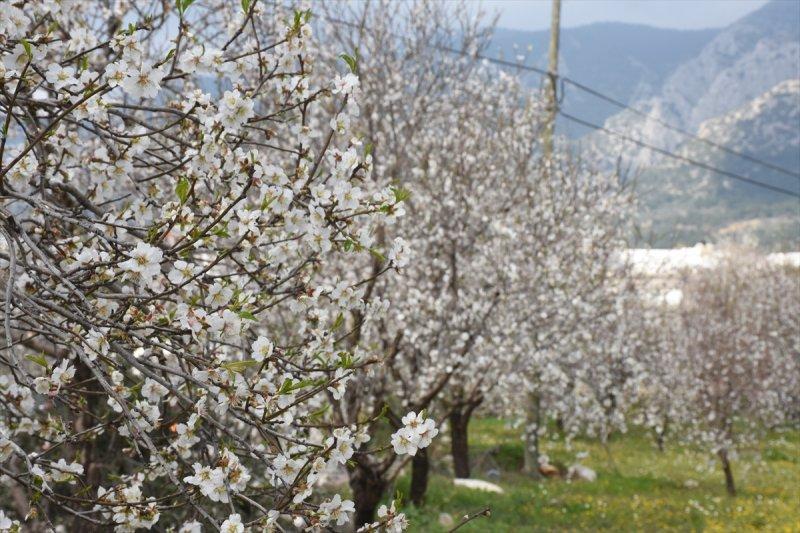 Badem Çiçeği Festivali'ne yerli turist akını
