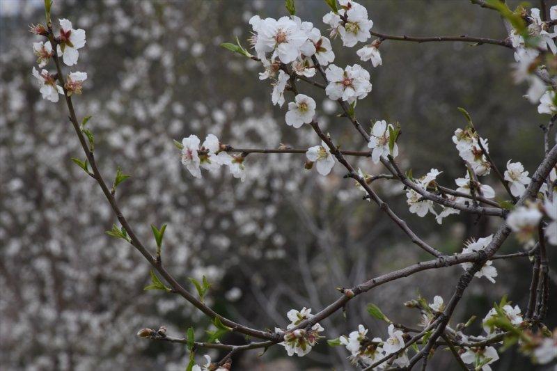 Badem Çiçeği Festivali'ne yerli turist akını