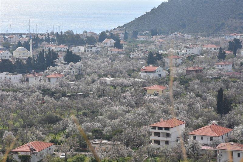 Badem Çiçeği Festivali'ne yerli turist akını
