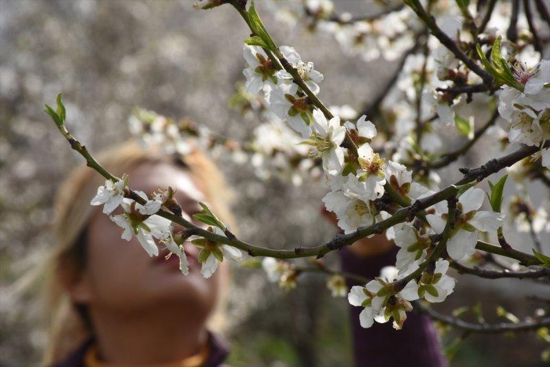 Badem Çiçeği Festivali'ne yerli turist akını