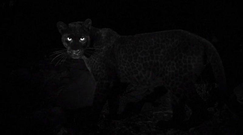 Siyah leopar 100 yıl sonra görüntülendi 