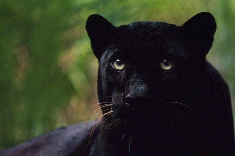 Siyah leopar 100 yıl sonra görüntülendi 