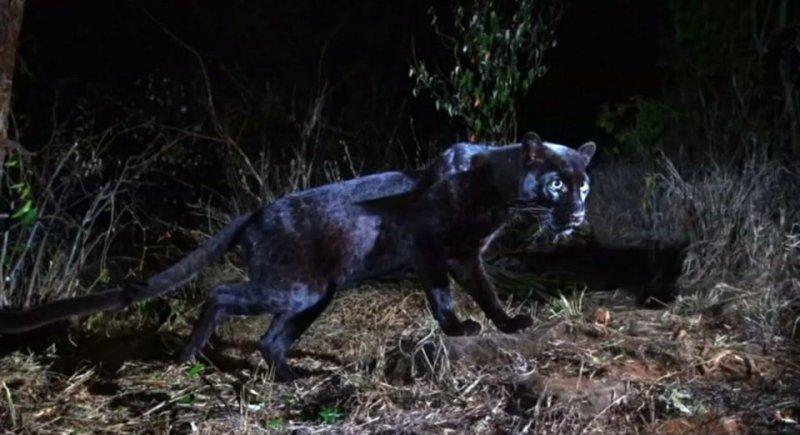 Siyah leopar 100 yıl sonra görüntülendi 