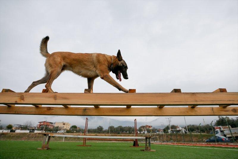 Arama kurtarma köpeklerinin sınav telaşı