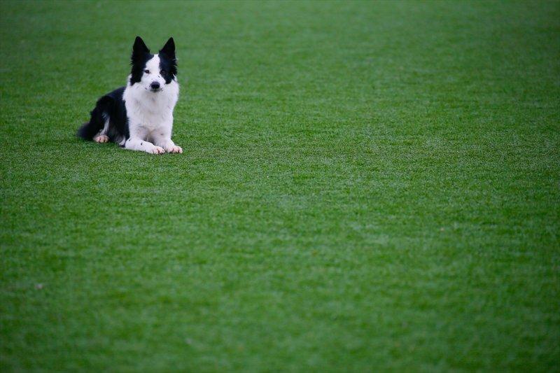 Arama kurtarma köpeklerinin sınav telaşı
