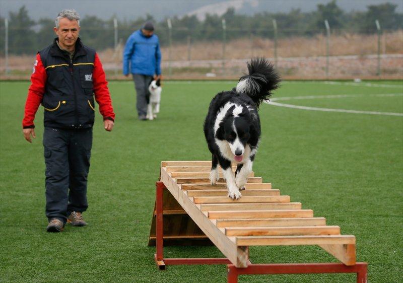 Arama kurtarma köpeklerinin sınav telaşı