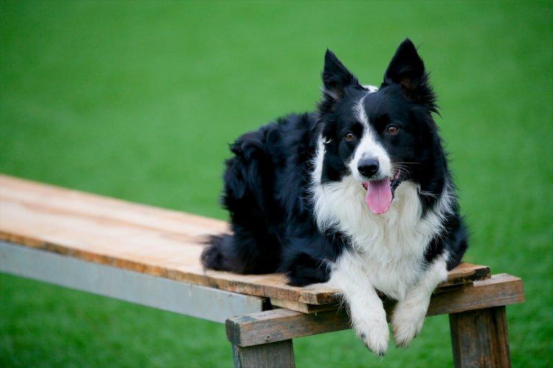 Arama kurtarma köpeklerinin sınav telaşı