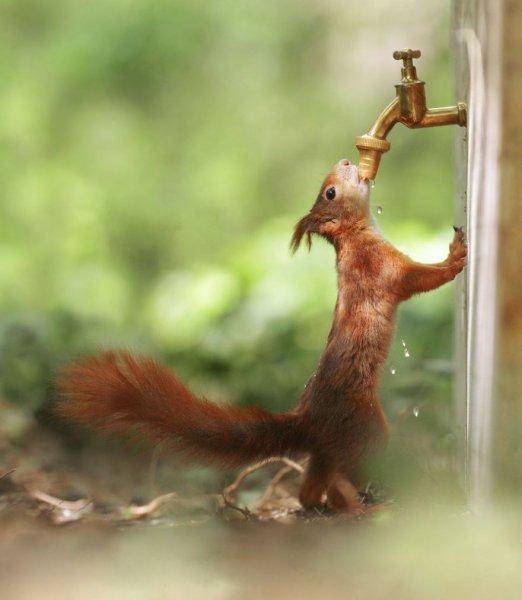 Vahşi yaşamın eğlenceli yüzü