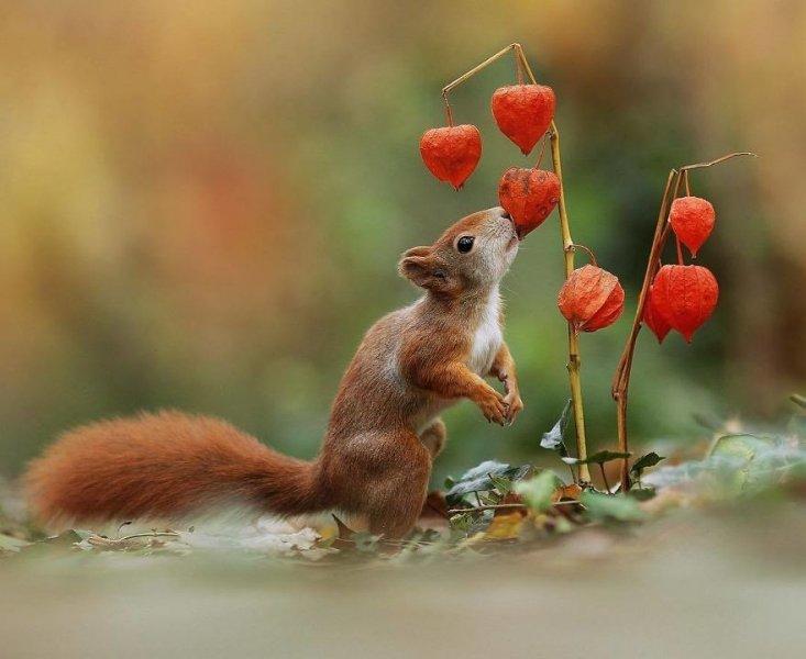 Vahşi yaşamın eğlenceli yüzü