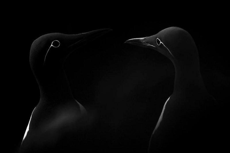 Sony Dünya Fotoğraf Yarışması’nın kazananları