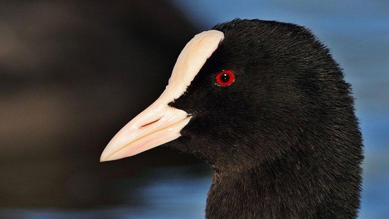 Ağrı Dağı'nın sakin misafirleri: Sakarmekeler