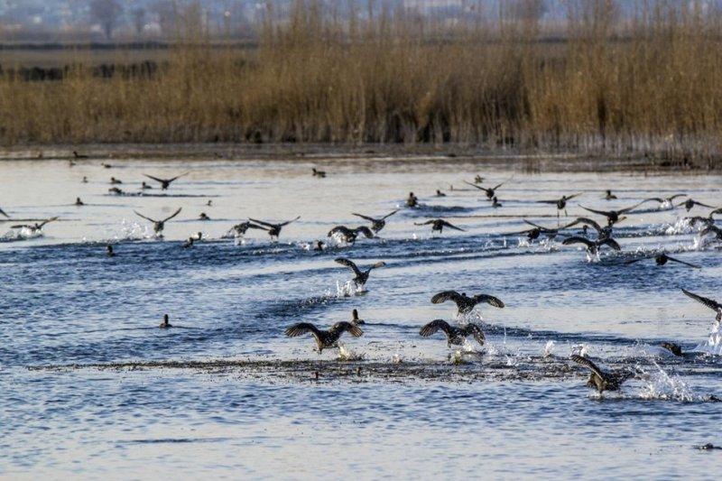 Ağrı Dağı'nın sakin misafirleri: Sakarmekeler