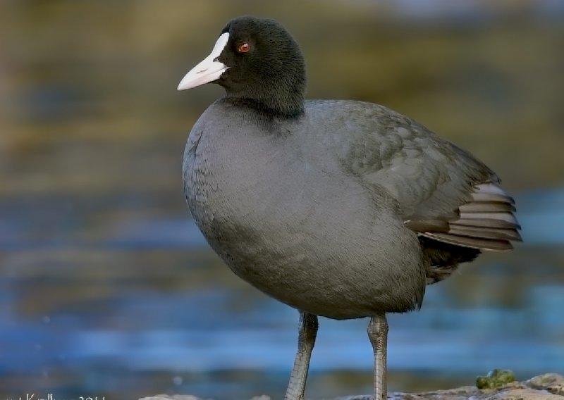 Ağrı Dağı'nın sakin misafirleri: Sakarmekeler
