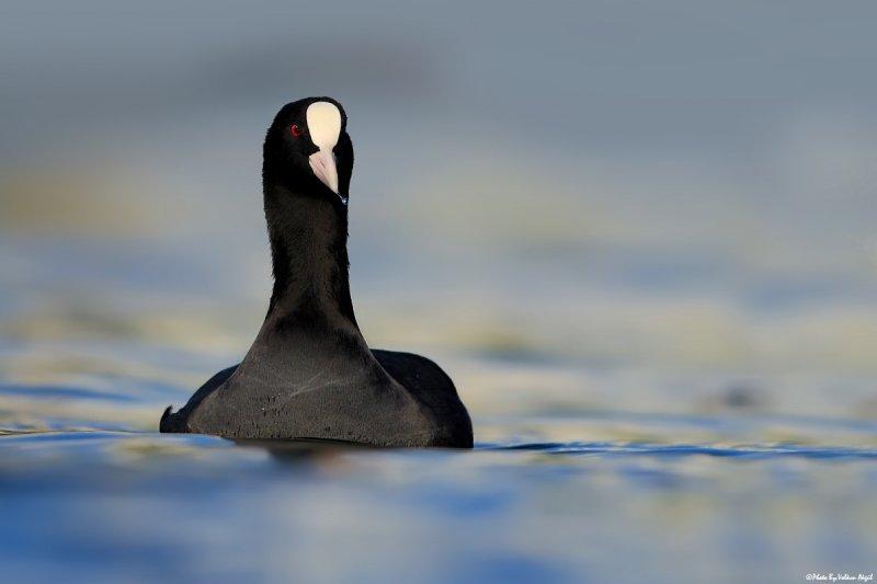 Ağrı Dağı'nın sakin misafirleri: Sakarmekeler
