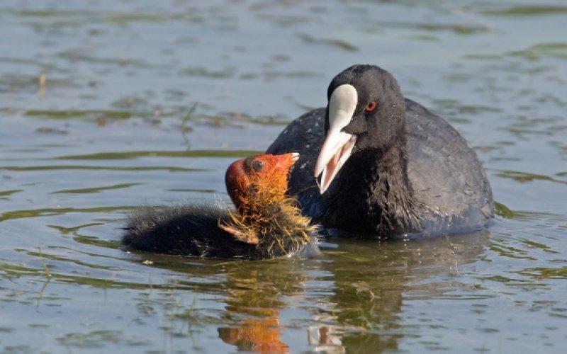 Ağrı Dağı'nın sakin misafirleri: Sakarmekeler