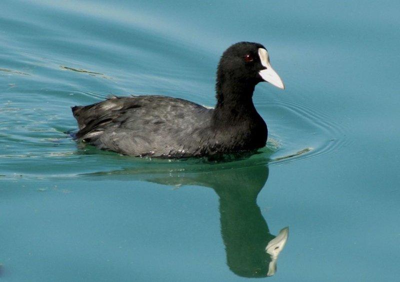 Ağrı Dağı'nın sakin misafirleri: Sakarmekeler