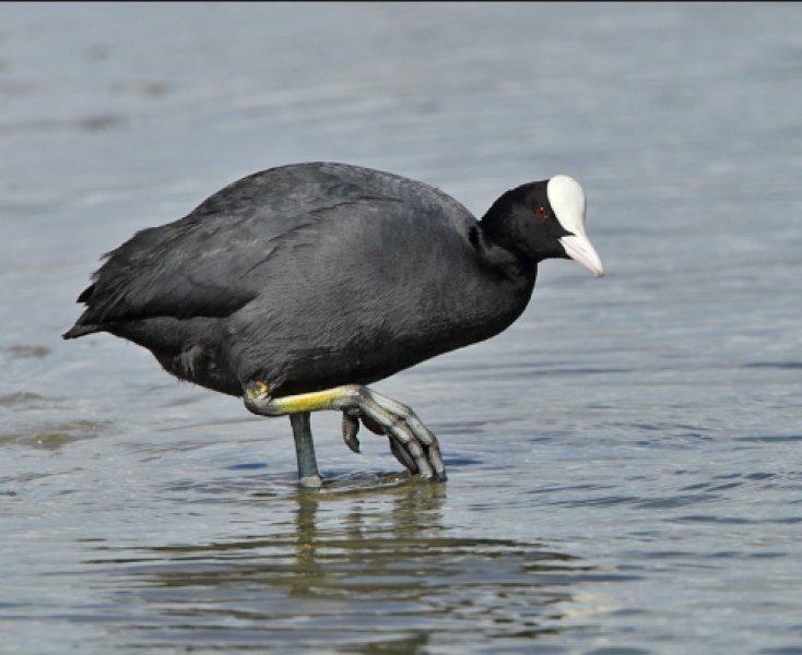 Ağrı Dağı'nın sakin misafirleri: Sakarmekeler