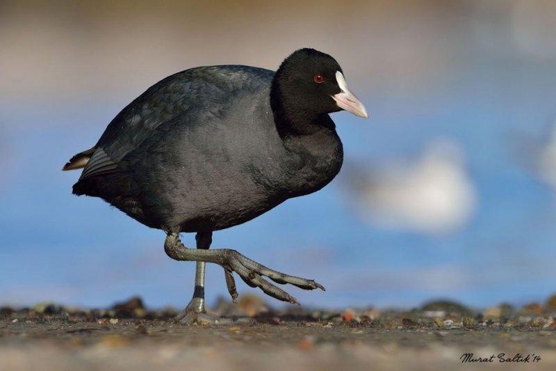 Ağrı Dağı'nın sakin misafirleri: Sakarmekeler