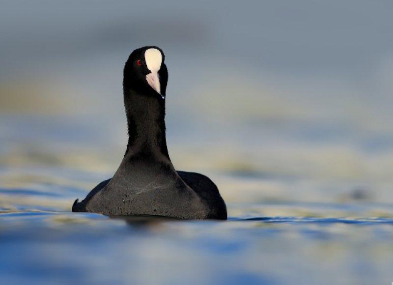 Ağrı Dağı'nın sakin misafirleri: Sakarmekeler