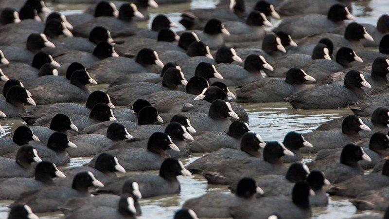 Ağrı Dağı'nın sakin misafirleri: Sakarmekeler