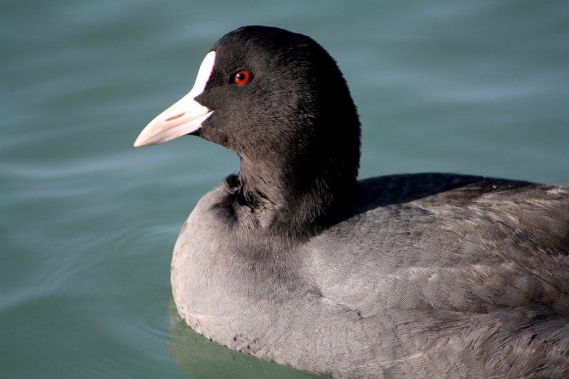 Ağrı Dağı'nın sakin misafirleri: Sakarmekeler