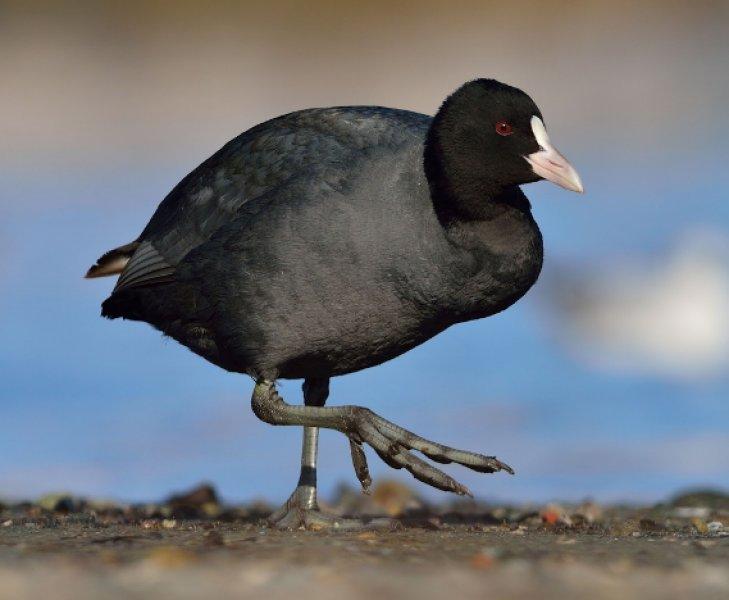 Ağrı Dağı'nın sakin misafirleri: Sakarmekeler