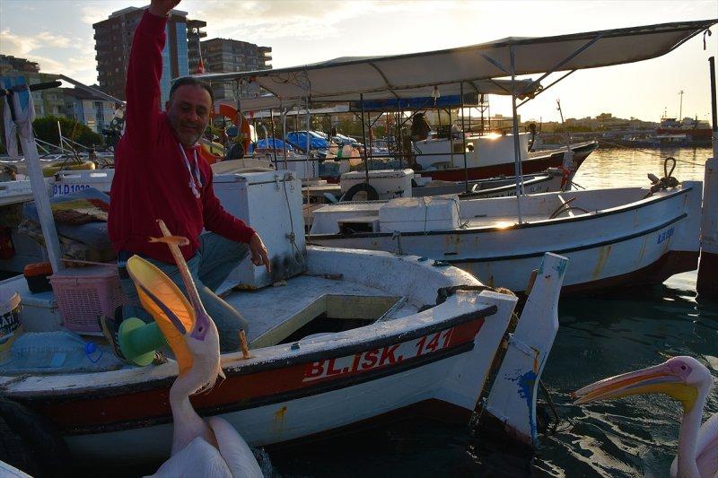 Balıkçı barınağı 2 pelikanın yuvası oldu