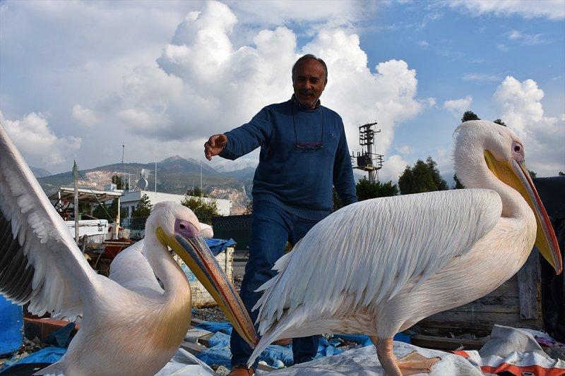 Balıkçı barınağı 2 pelikanın yuvası oldu