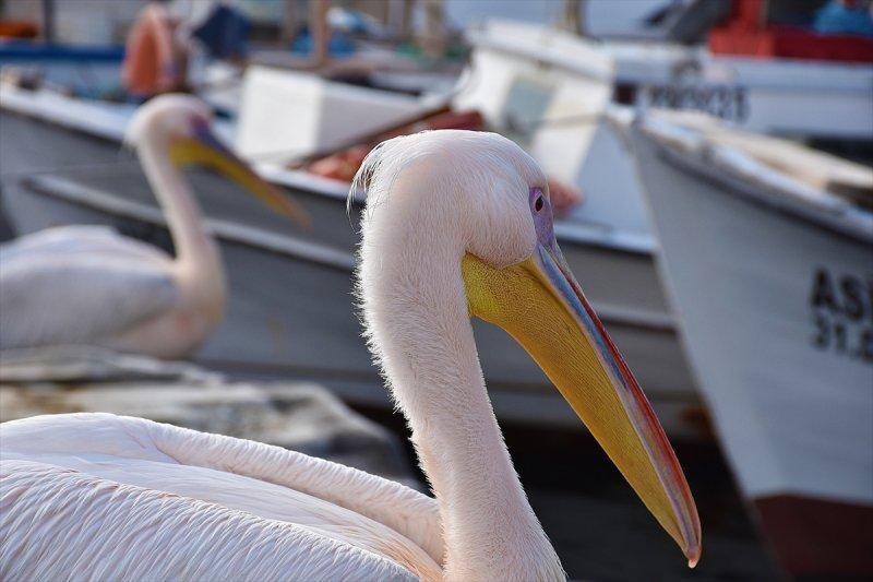Balıkçı barınağı 2 pelikanın yuvası oldu