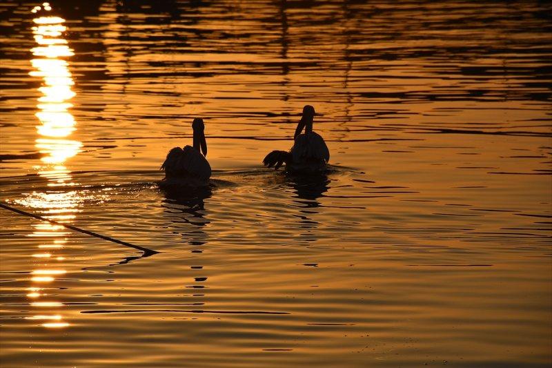 Balıkçı barınağı 2 pelikanın yuvası oldu