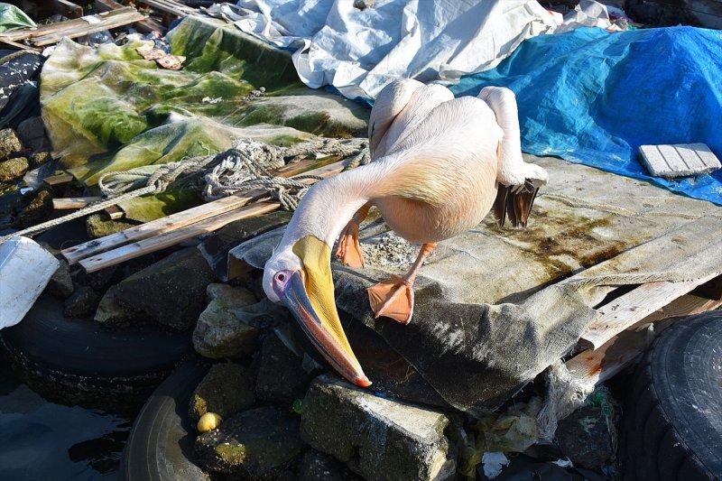 Balıkçı barınağı 2 pelikanın yuvası oldu