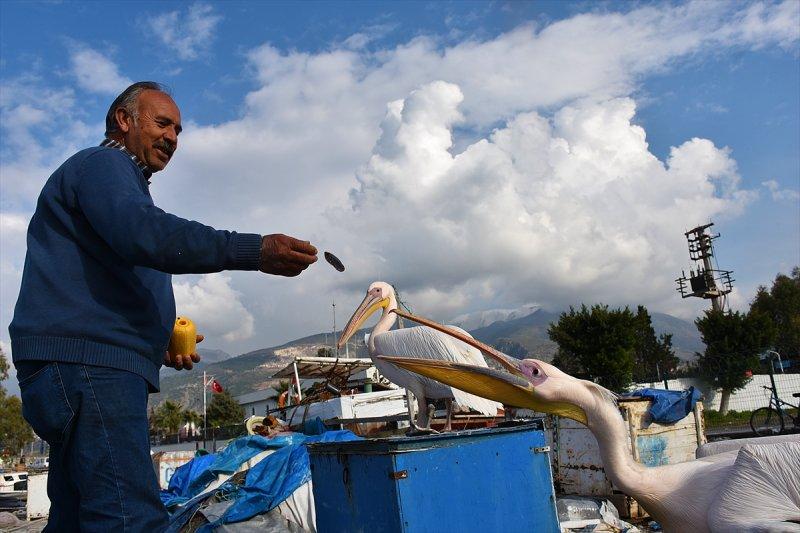 Balıkçı barınağı 2 pelikanın yuvası oldu