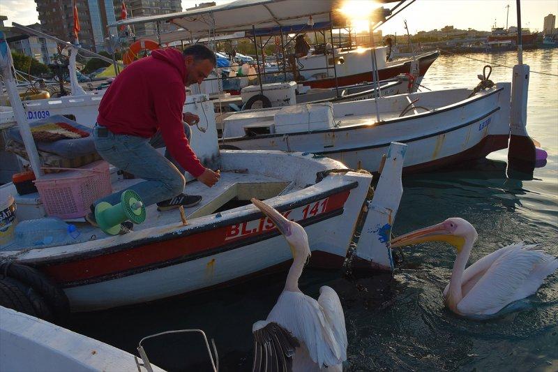 Balıkçı barınağı 2 pelikanın yuvası oldu