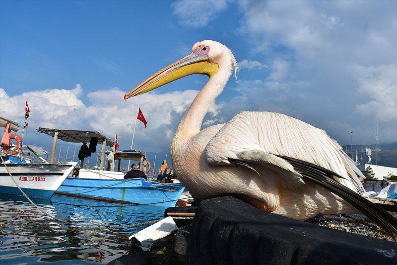 Balıkçı barınağı 2 pelikanın yuvası oldu