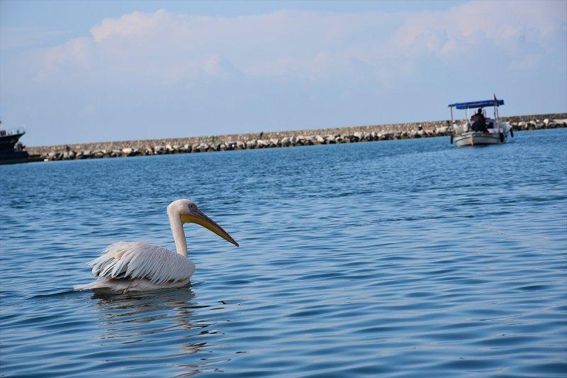 Balıkçı barınağı 2 pelikanın yuvası oldu