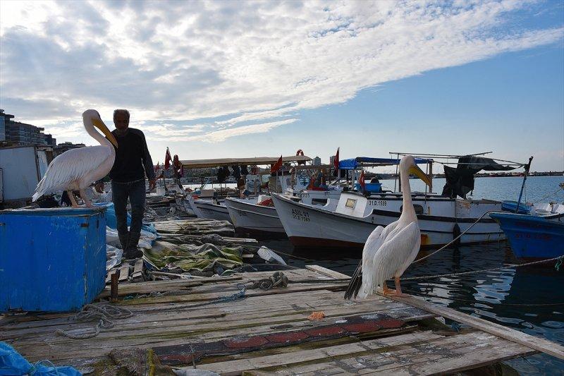 Balıkçı barınağı 2 pelikanın yuvası oldu