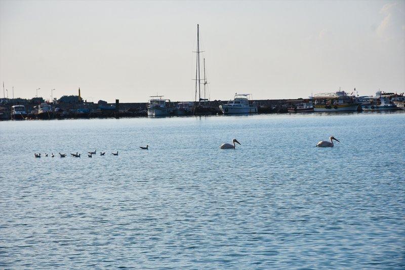 Balıkçı barınağı 2 pelikanın yuvası oldu