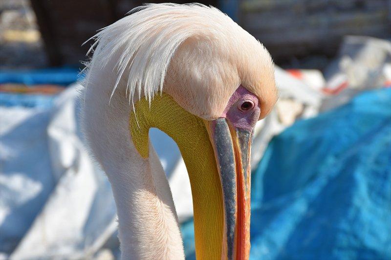 Balıkçı barınağı 2 pelikanın yuvası oldu