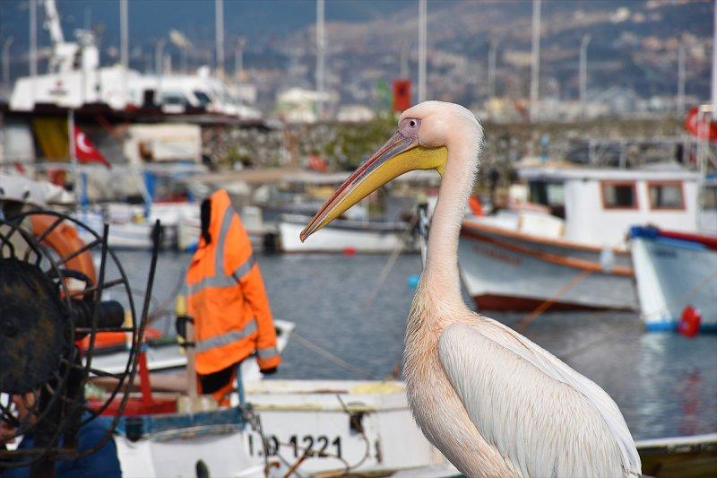 Balıkçı barınağı 2 pelikanın yuvası oldu