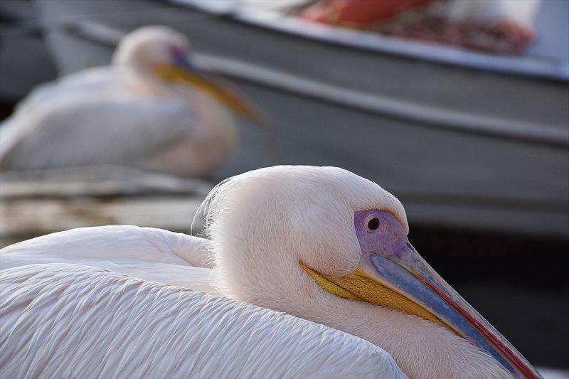 Balıkçı barınağı 2 pelikanın yuvası oldu