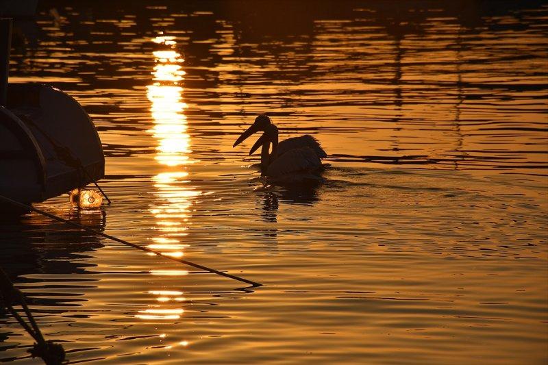 Balıkçı barınağı 2 pelikanın yuvası oldu